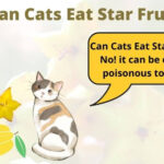 Can Cats Eat Star Fruit
