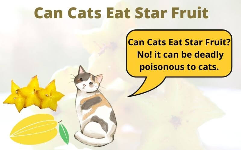 Can Cats Eat Star Fruit