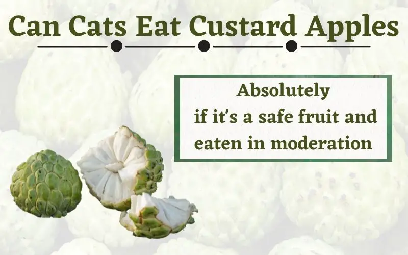 Can Cats Eat Custard Apples