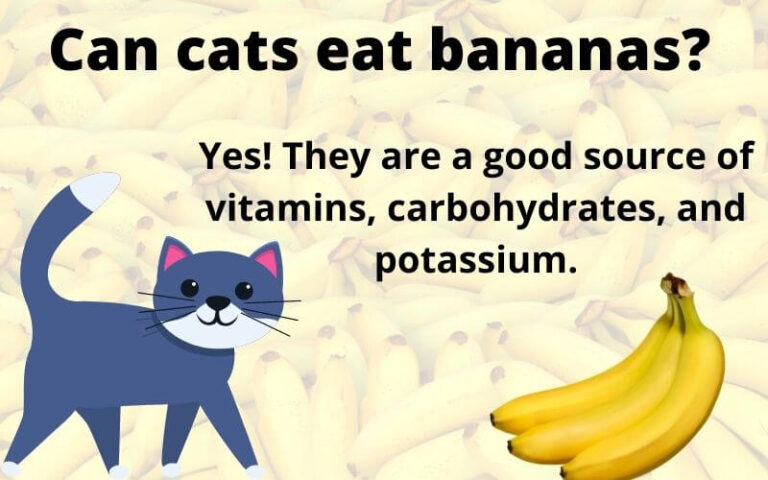 Can cats eat bananas? Are bananas toxic/bad to cats?