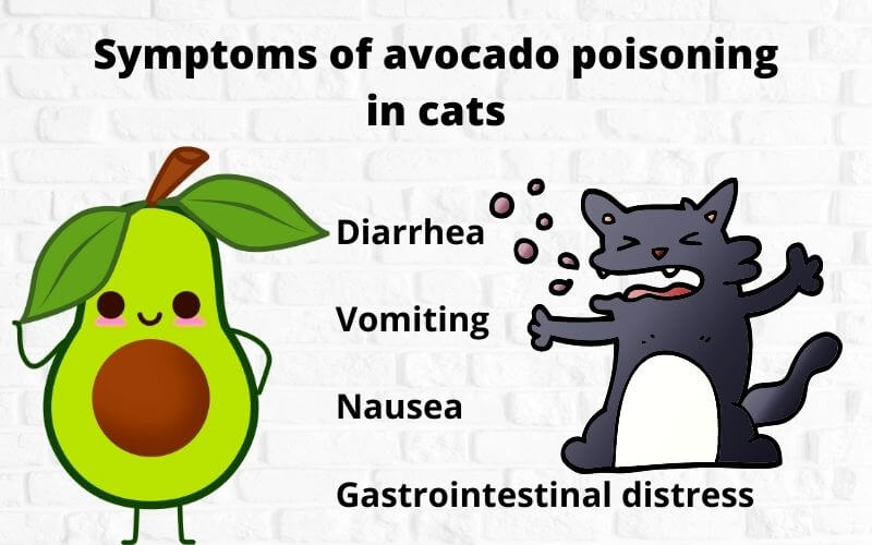 Symptoms of avocado poisoning in cats