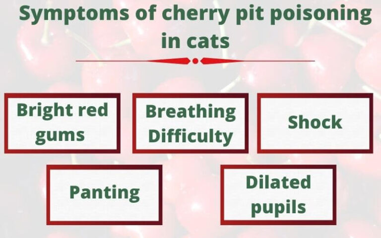 Can Cats Eat Cherries? Are cherries toxic to cats?