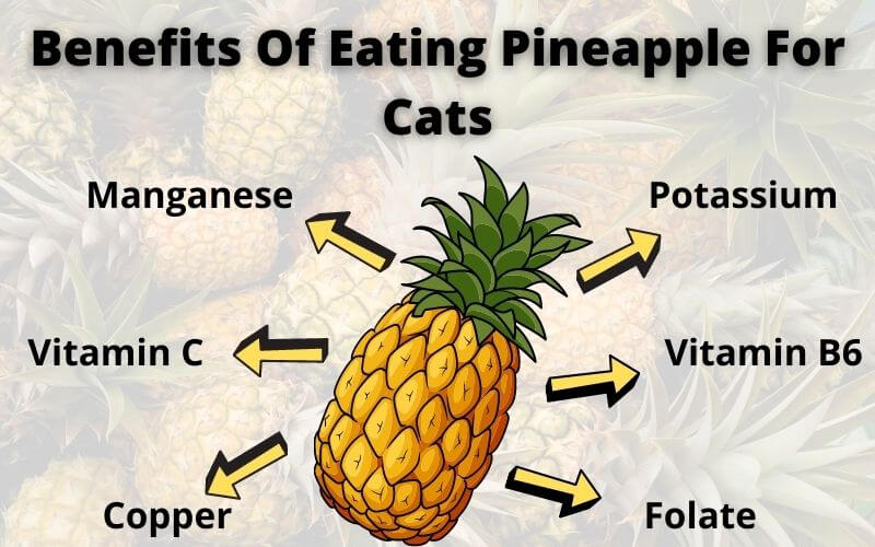 Benefits Of Eating Pineapple For Cats
