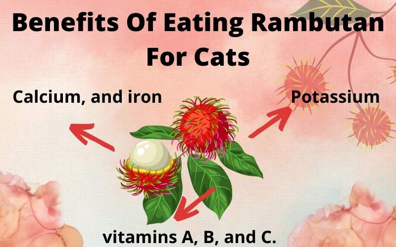Benefits Of Eating Rambutan For Cats