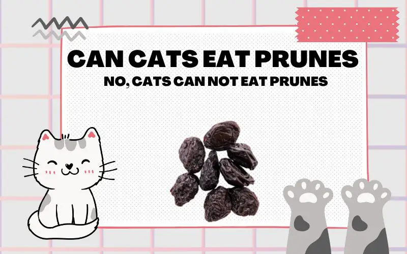 Can Cats Eat Prunes? Prune Poisoning in Cats