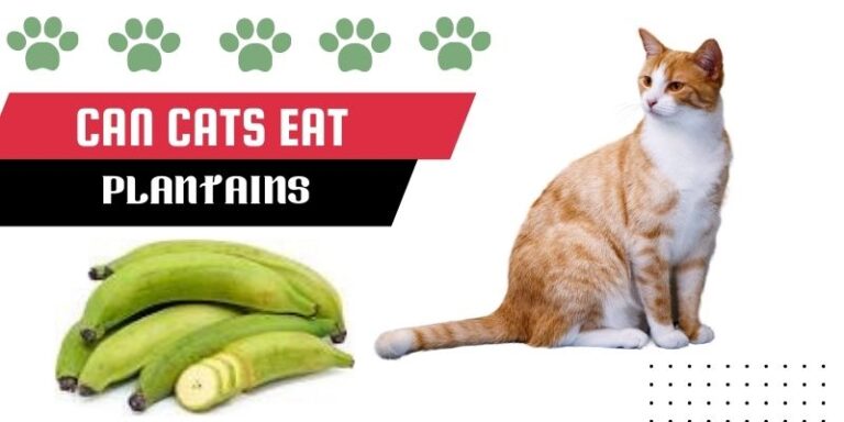 Can Cats Eat Plantain? Are Plaintain Good/Bad for Cats
