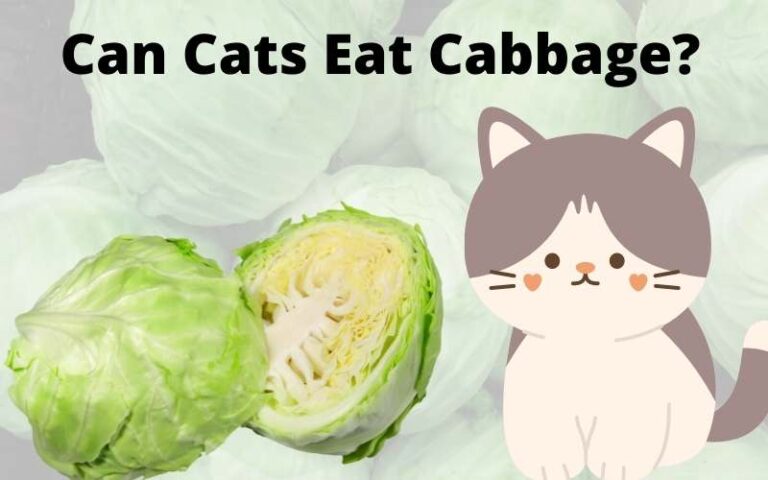 Can Cats Eat Cabbage? Is Cabbage Toxic For Cats?