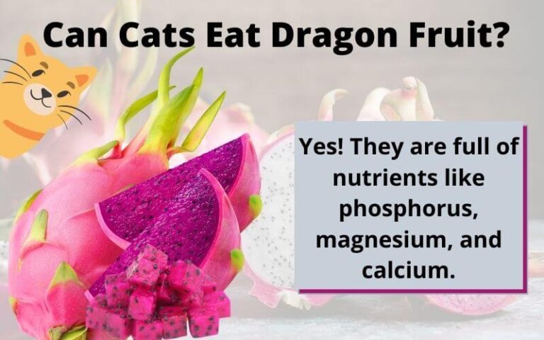 Can Cats Eat Dragon Fruit? Is Dragon Fruit Toxic To Cats?