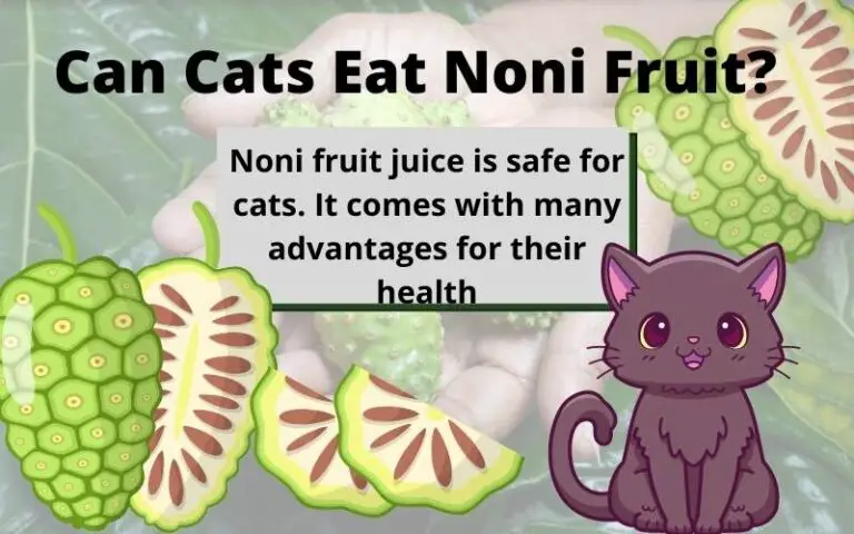 Can Cats Eat Noni Fruit? Is Noni Fruit Good For Cats?