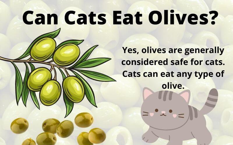 Can Cats Eat Olives