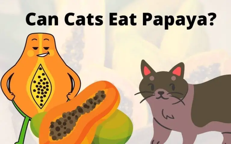 Can Cats Eat Papaya? Is Papaya Bad/Toxic For Cats?
