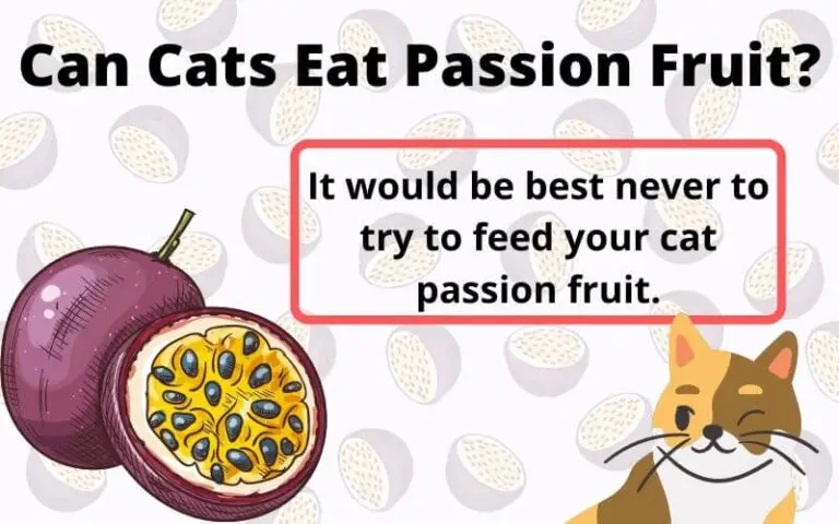 Can Cats Eat Passion Fruit? Is Passion Fruit Good For Cats?
