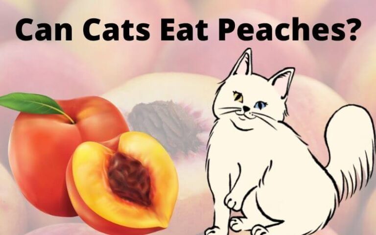 Can Cats Eat Peaches? Are Peaches Poisonous To Cats?