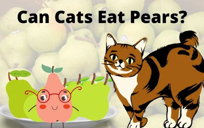 Are pears shop bad for cats