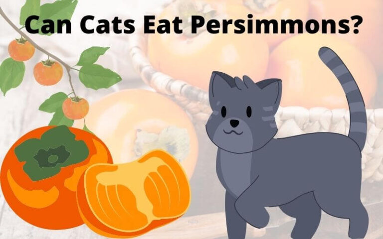 Can Cats Eat Persimmons? Are Persimmons Poisonous To Cats?