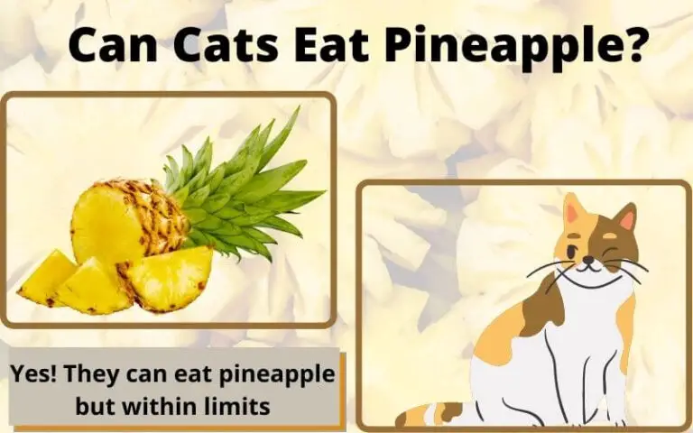 Can Cats Eat Pineapple? Benefits of Pineapple For Cats