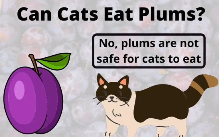 Can Cats Eat Plums? Are Plums Safe For Cats?