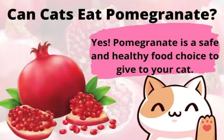 Can Cats Eat Pomegranate? Are Pomegranates Good For Cats?