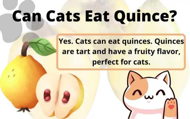 Can Cats Eat Quince? Is Quince Safe For Cats?