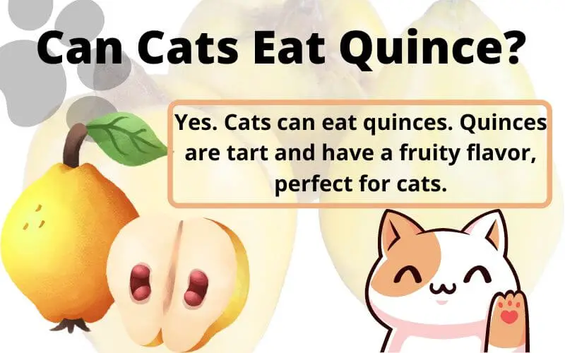 Can Cats Eat Quince? Is Quince Safe For Cats?