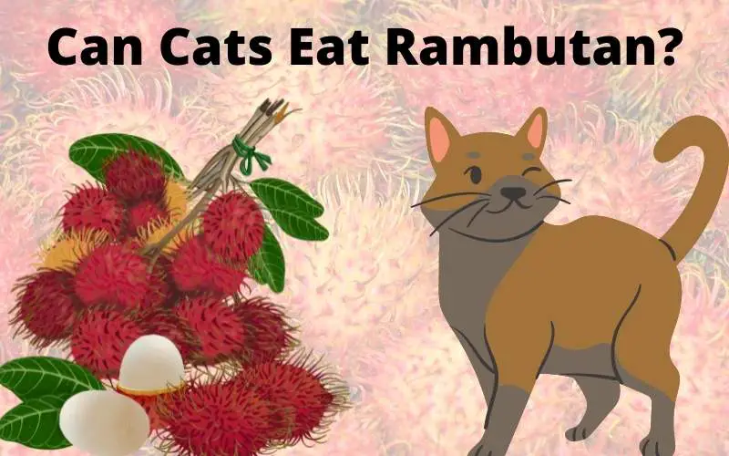 Can Cats Eat Rambutan? Is Rambutan Safe For Cats?