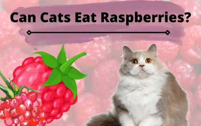 Can Cats Eat Raspberries? Are Raspberries Good For Cats?