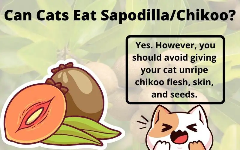 Can Cats Eat Sapodilla/Chikoo