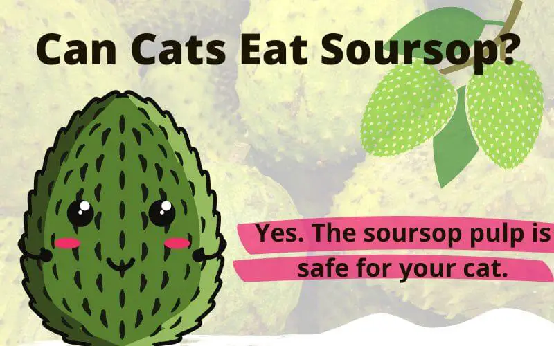 Can Cats Eat Soursop? Is Soursop Safe For Cats?