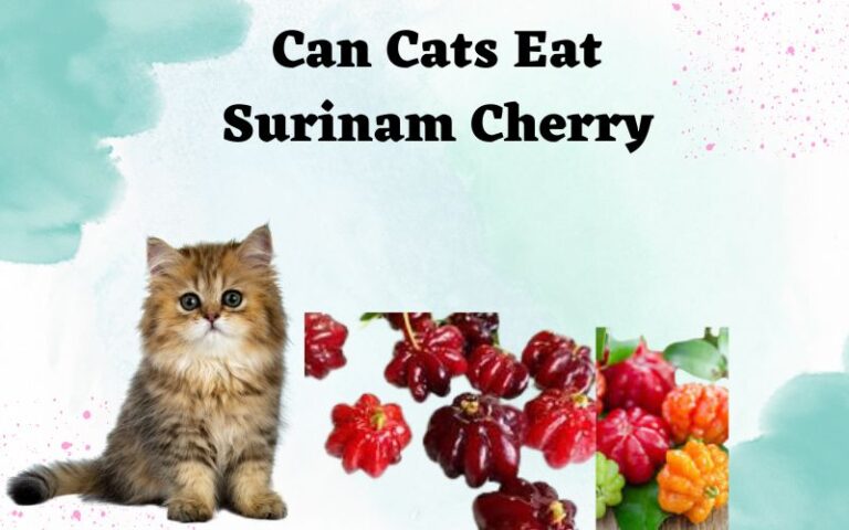 Can Cats Eat Surinam Cherry? Health risks/Benefits
