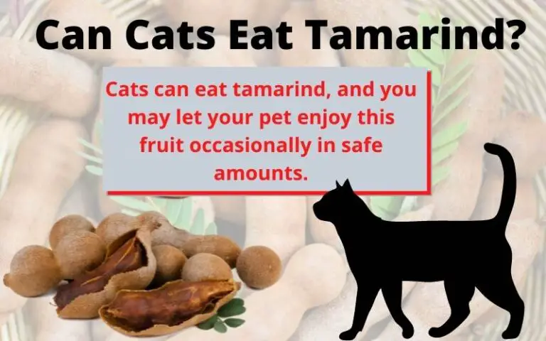 Can Cats Eat Tamarind? Is Tamarind Bad For Cats?