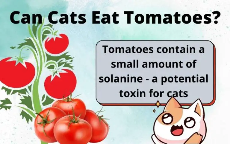 Can Cats Eat Tomatoes? Are Tomatoes Good For Cats?