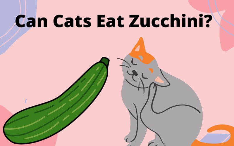 Can Cats Eat Zucchini? Is zucchini poisonous to cats? 