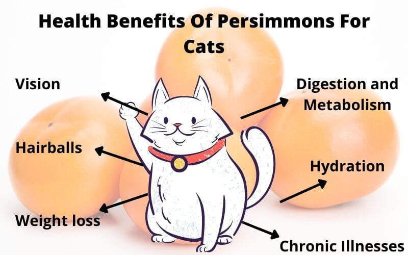 Health Benefits Of Persimmons For Cats