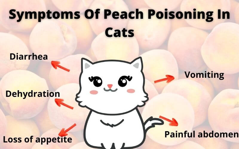 Symptoms Of Peach Poisoning In Cats