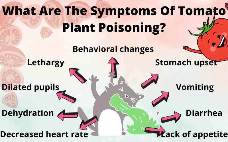 What Are The Symptoms Of Tomato Plant Poisoning