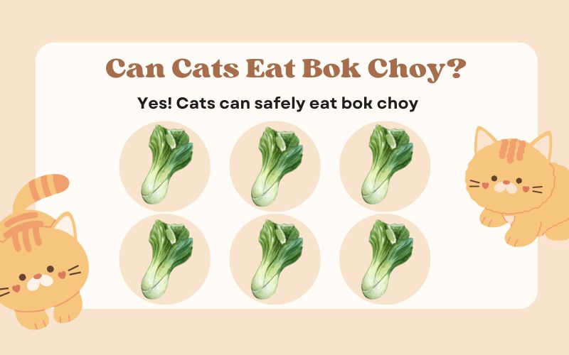 Can Cats Eat Bok Choy? Is It Good/Toxic To Cats?