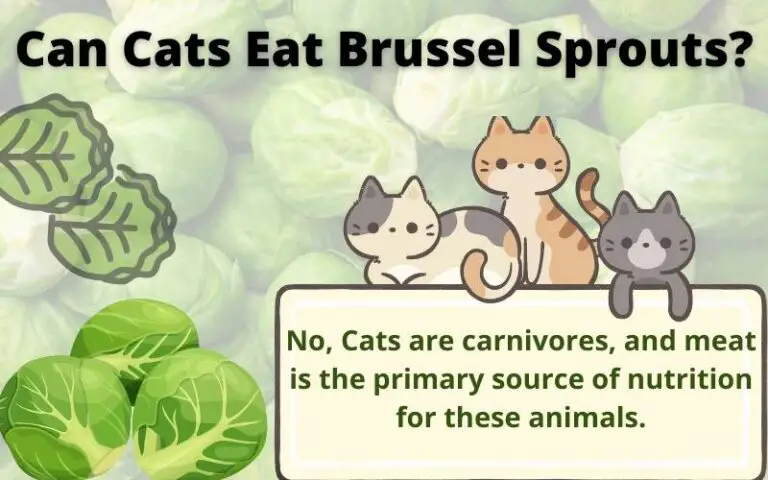Can Cats Eat Brussel Sprouts? Do Cats Like Brussel Sprouts?