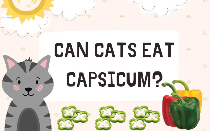 Can Cats Eat Capsicum? Is It Good/Safe For Cats?