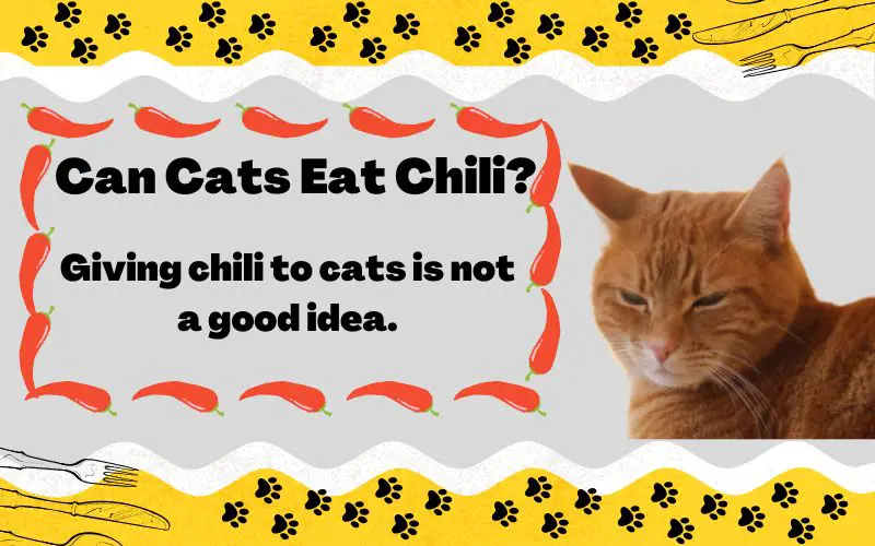 Can Cats Eat Chili? Is Chili Good Or Poisonous For Cats