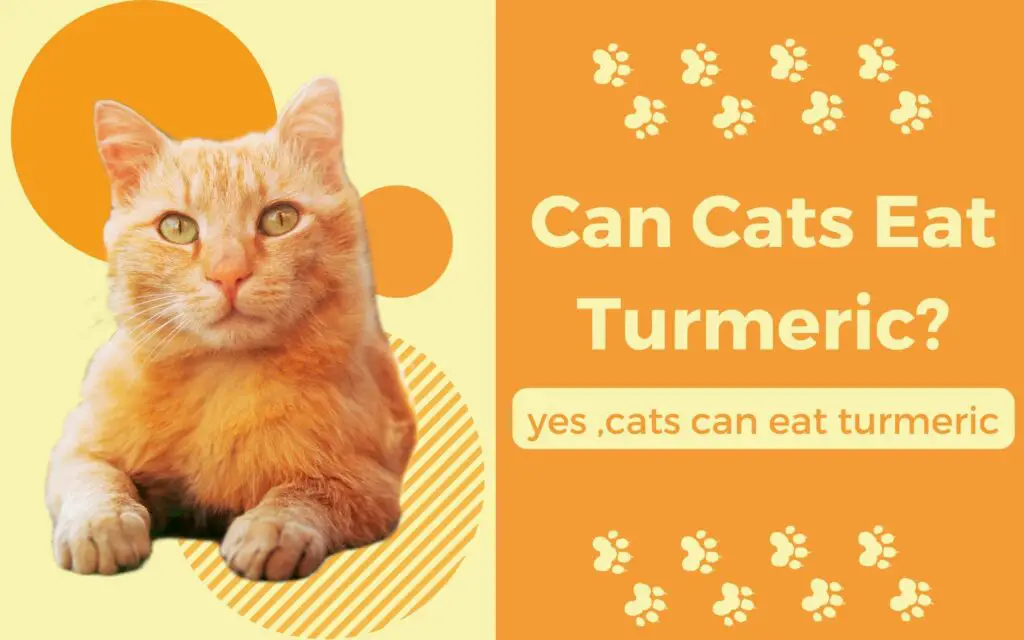 Can Cats Eat Turmeric?