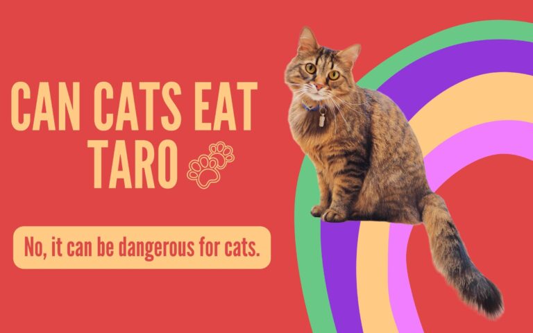 Can Cats Eat Taro? Symptoms of Taro Poisoning in Cats?