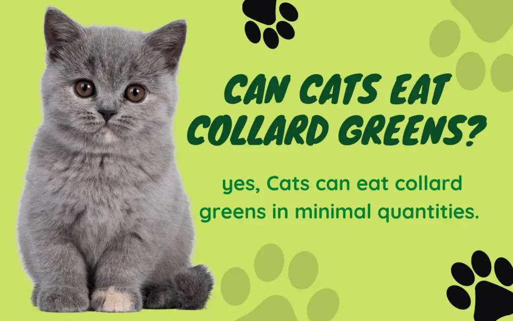 Can Cats Eat Collard Greens?