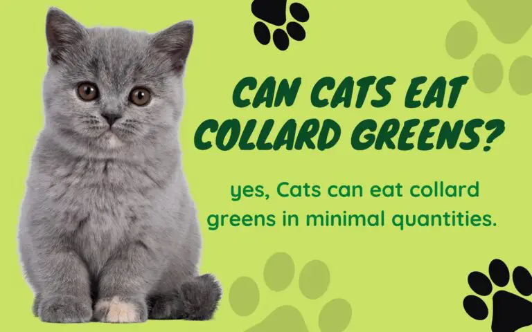 Can Cats Eat Collard Greens? Benefits Of Collard Greens For Cats