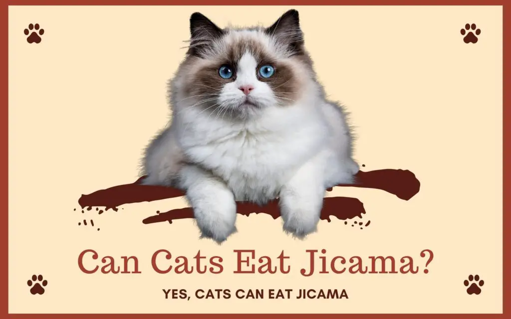 Can Cats Eat Jicama?