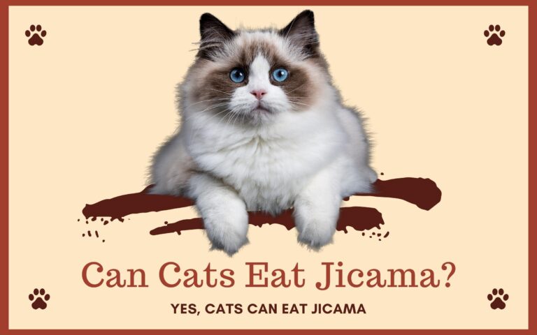 Can Cats Eat Jicama? Is Jicama Safe For Cats?
