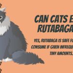 Can Cats Eat Rutabaga?