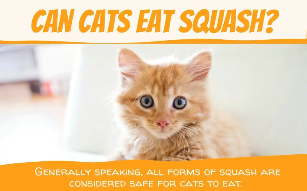 Can Cats Eat Squash? 