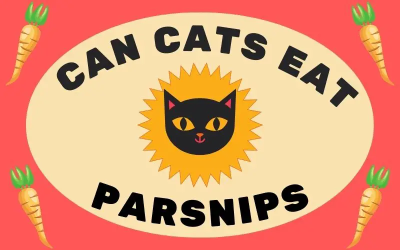 Can Cats Eat Parsnips? What Happens If A Cat Eats Parsnips?