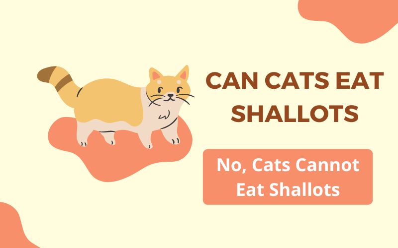 Can Cats Eat Shallots? What Happens If A Cat Eats Shallots?