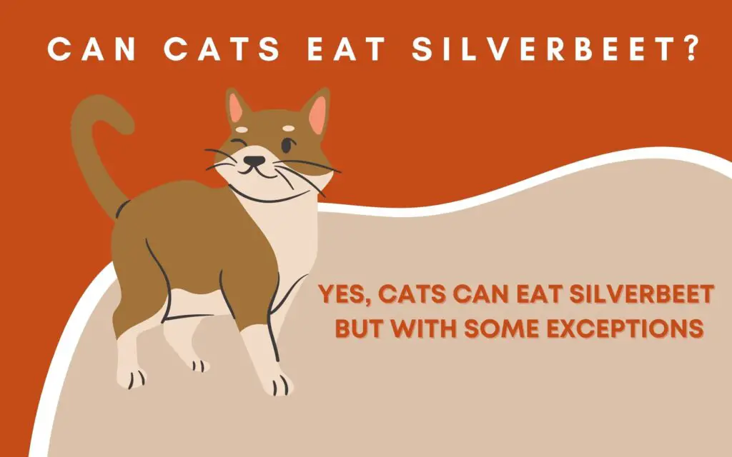 Can Cats Eat Silverbeet?